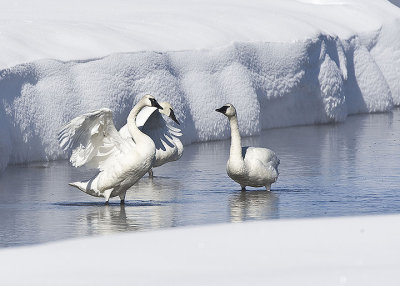 Trumpeter Swans