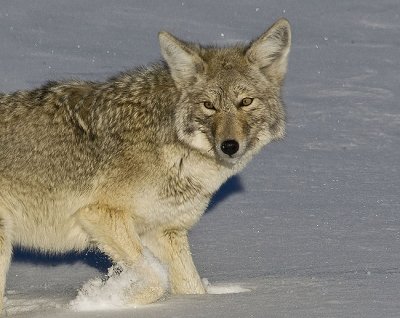 Coyote