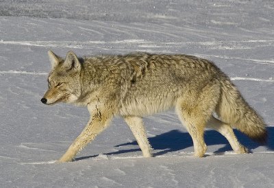 Coyote