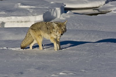 Coyote