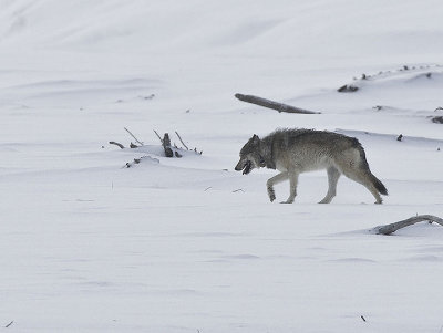 Grey Wolf,member of Druid pack