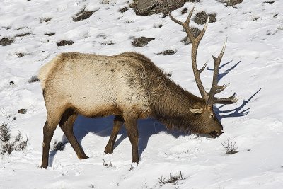 Elk,male