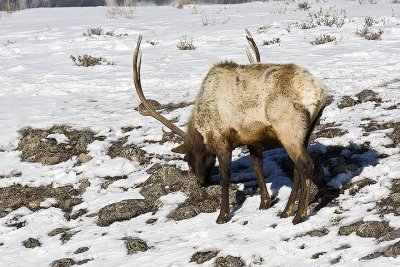 Elk,male