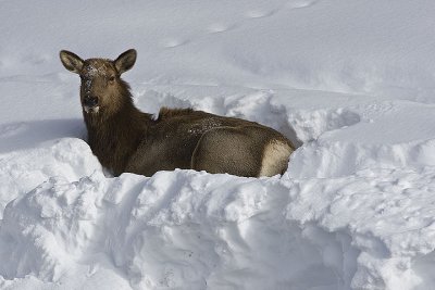 Elk,female