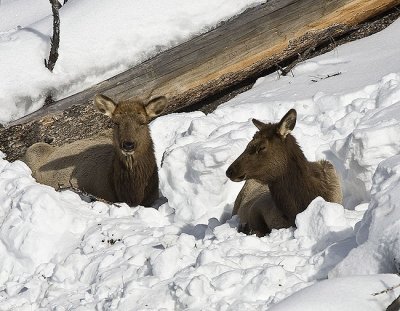 Elk,females