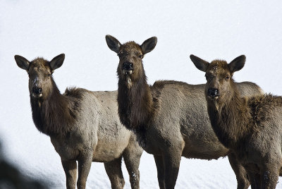 Elk,female