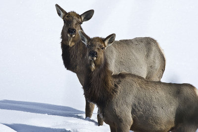 Elk,females