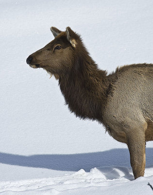 Elk,females