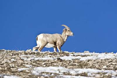 Bighorn Sheep,female