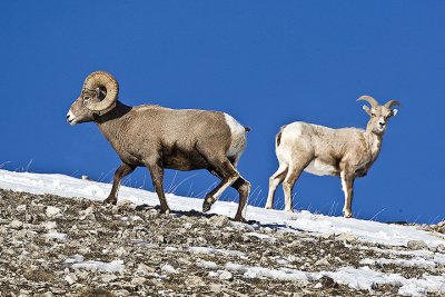 Bighorn sheep,male in regarded by female