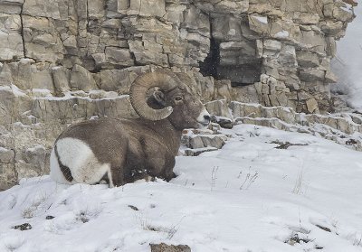 Bighorn Sheep,male
