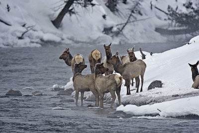 Elk,females about to cross river