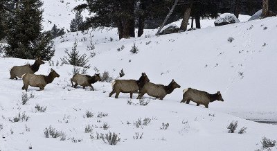 1.Elks,female escape