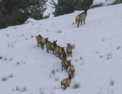 3.Elks,female escape over the hill