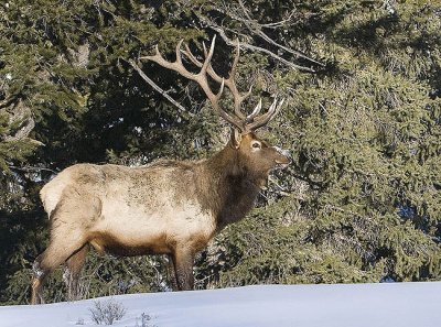 Elk,male