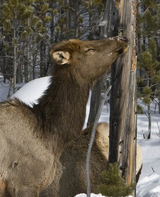 Elk,female likes tree