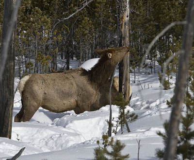 Elk,female eats bark