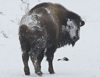 Bison in AM snow storm