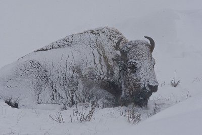 Bison in AM snow storm