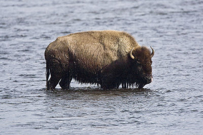 Bison Crossing Water