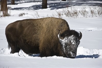 Bison getting down to grass
