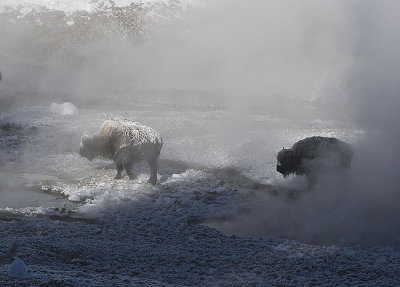 Bison at dawn in volcanic steam