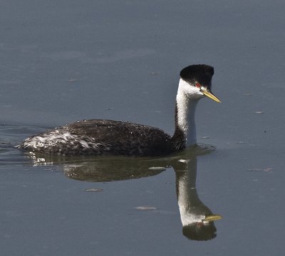 Western Grebe