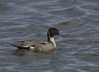 Northern Pintail,male