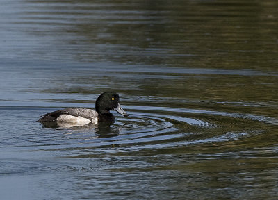 Greater Scaup