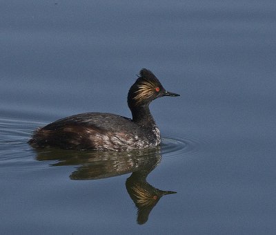 Eared Grebe in breeding plumage