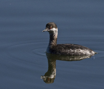 Eared Grebe in nonbreeding plumage