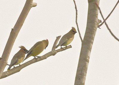 Ceder Waxwings