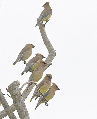 Ceder Waxwings