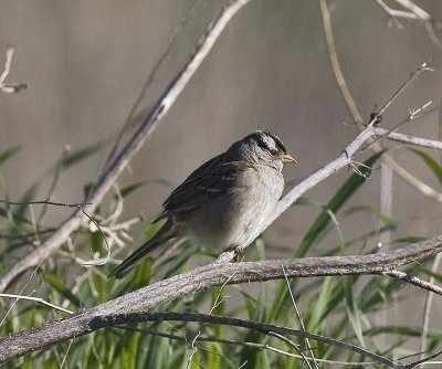 White-crowned Sparrow