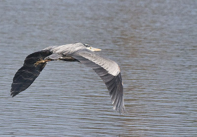 Great Blue Heron in flight