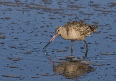 Marbled Godwit