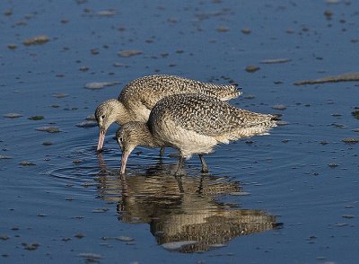 Marbled Godwit pair