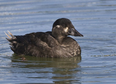 Surf Scoter,female