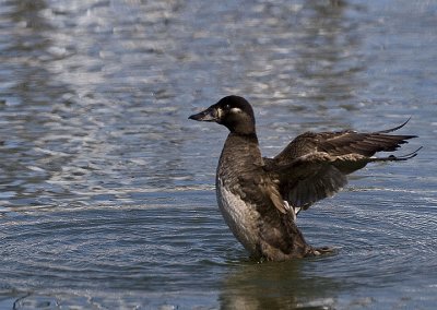 Surf Scoter Female takes a bow