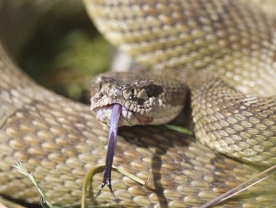 Rattlesnake with forked tongue