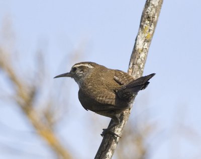 Bewick's Wren