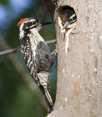 Nuttall's Woodpeckers,male feeding chick