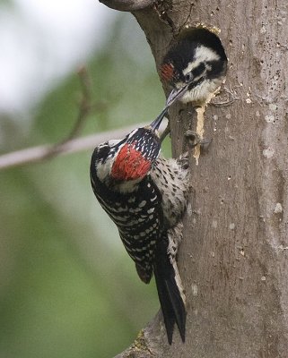 Nutthalls Woodpeckers,male feeding chick