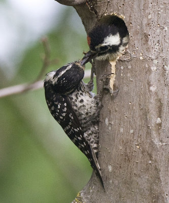 Nutthall's Woodpeckers,female feeding chick