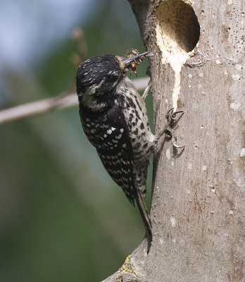 Nuttall's Woodpecker,female with lots of food