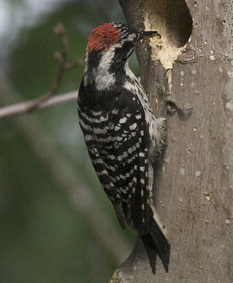 Nuttall's Woodpecker,male with lots of food