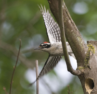 Nuttall's Woodpecker in flight