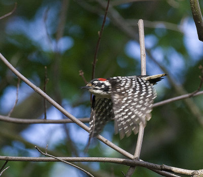 Nuttall's Woodpecker in flight