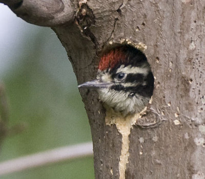 Nuttall's Woodpecker,chick waits for food