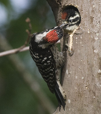 Nuttall's Woodpecker,male feeding chick